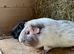 Two Boars Looking for New Home