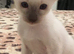 Beautiful GCCF registered Siamese babies