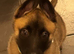 Belgian Malinois x German Shepherd