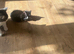 3 mixed breed kittens ready for new loving homes