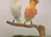 Harlequin canary pair