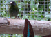 Lovely Pair of blue faced parrot finch
