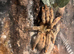 Female Trinidad chevron / p Cambridgei