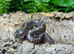 Anery Sand Boa (poss het snow) at Birmingham Reptiles