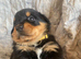 Big chunky litter of 9 Rottweiler puppies