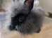 Lion lop mini and lionhead bunnies