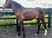 ""Registered Irish Draught Exceptionally Well Bred " Bay Filly Young Sport Horse