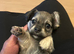 Chihuahua cross