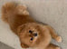 Beautiful Dachshund x Pomeranian Puppies
