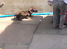 Girl Power - beautiful female miniature smooth haired dachshunds