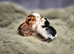 Barbu D'uccle Chicks