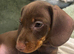 Miniature dachshund puppies