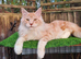 Pretty Maine Coon Cross Kittens looking for a good home READY NOW