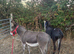 Jenny donkeys infoal