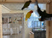 2 year old lutino opaline male love bird