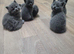 British shorthair kittens blues
