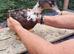 Ducks Drakes for sale