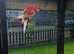 Rosella for sale