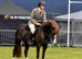 Stunning 5 year old section c mare