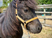 Super Cute SPSBS Shetland Colt