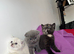 Scottish fold