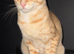 Ginger Savannah