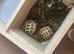 Horsefield tortoises