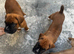 Champion breed boxer puppies