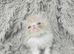 Beautiful Persian kittens