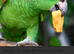 Any parrot