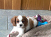 K C Reg Cavalier King Charles