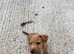 Jack Russel x Lakeland terrier