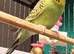 Young Indoor-Raised Budgies perfect pets Cheshire