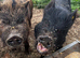 Intact 2 year old intact boar