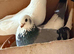 Kurdish pigeon for sale