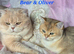 Gorgeous outstanding BSH boys
