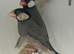Fawn Young Java Finches