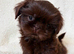 Shihtzu puppies (imperial)
