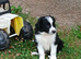 2 adorable sheep dog pups for salr