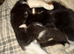 Kittens for sale