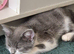 Russian blue male