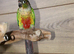Baby Green Cheek Conure,14