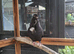 Tumbler pigeon female