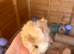 Peruvian Guineapigs
