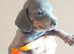 Dashhound puppies