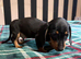 Dachshund puppies ready now