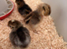 Crested Cream Legbars 2 males available