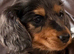 Beautiful Miniature Dapple Dachshunds