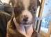 Gorgous Staffordshire bull terrier ready to leave 3 boys left