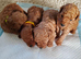Toy poodle